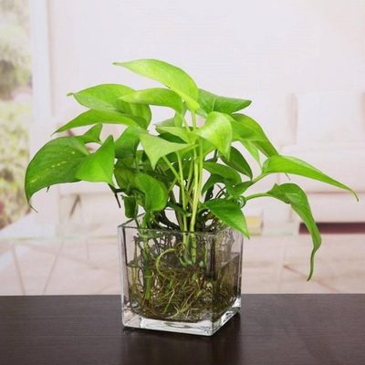 皿水培花盆水养植物乌龟缸透明插花正方形玻璃花瓶简约绿萝摆件器