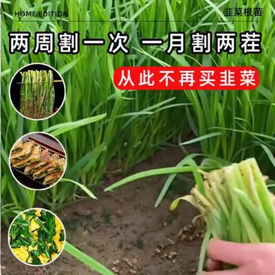 韭菜根苗四季苗盆栽韭菜根子种籽籽种批发四季蔬菜阳台庭院种植