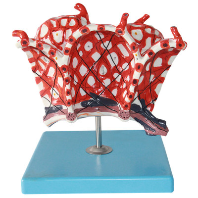 上海星寿人体肺泡模型