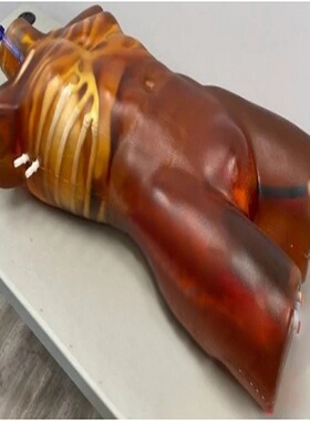 CT MRI成像成人躯干模型