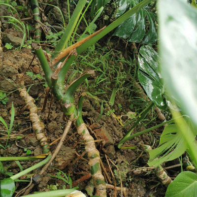 北欧风植物大号龟背竹室内绿植老桩观叶吸甲醛易养盆栽扦插苗