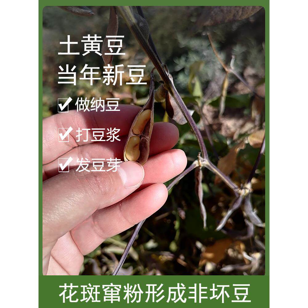 2023老品种新货黄豆农家种植肾形小粒黄豆老笨土黄豆打豆浆生豆芽