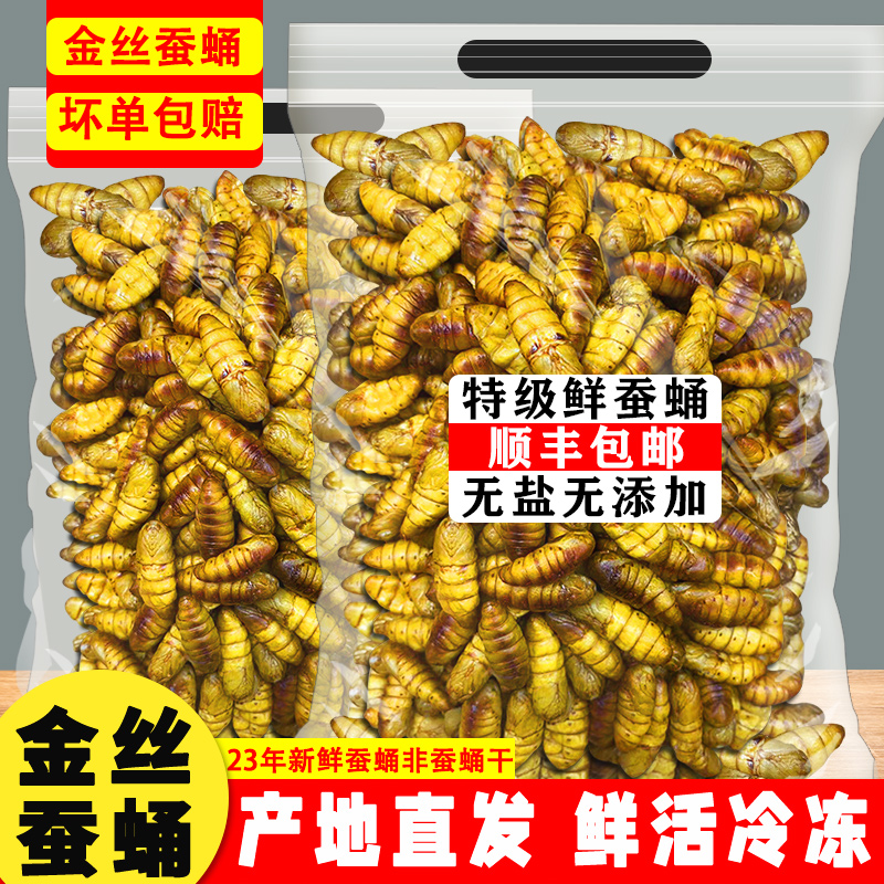 金丝蚕蛹鲜活小蝉蛹非开袋即食冷冻商用宠物钓鱼饲料蚕蛹干特一级