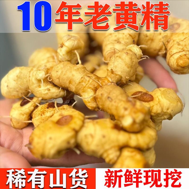 四川现挖新鲜黄精鲜货老虎姜鸡头参大黄姜煲汤黄精野生正品正宗