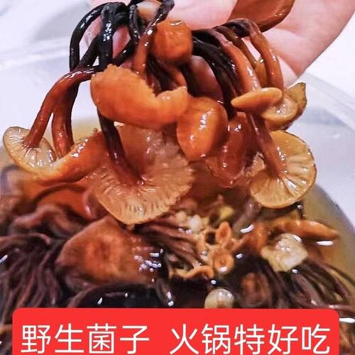 四川纯野生青杠菌晒干新货煲汤食材火锅食用野生菌菇新鲜干货特产