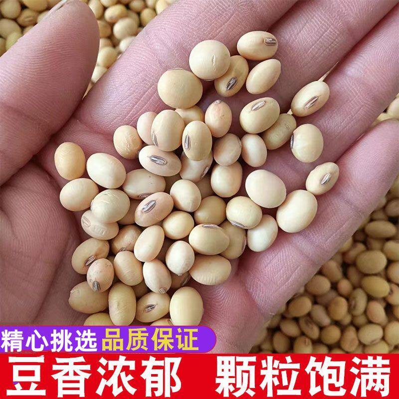 四川农家老品种小黄豆土黄豆子发豆芽做豆腐豆浆本地小黄豆