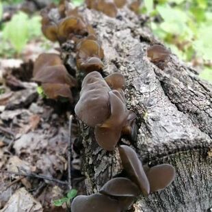 通江黑木耳精选新耳通江雪花椴木野生黑木耳雪花干货无硫罐装袋装