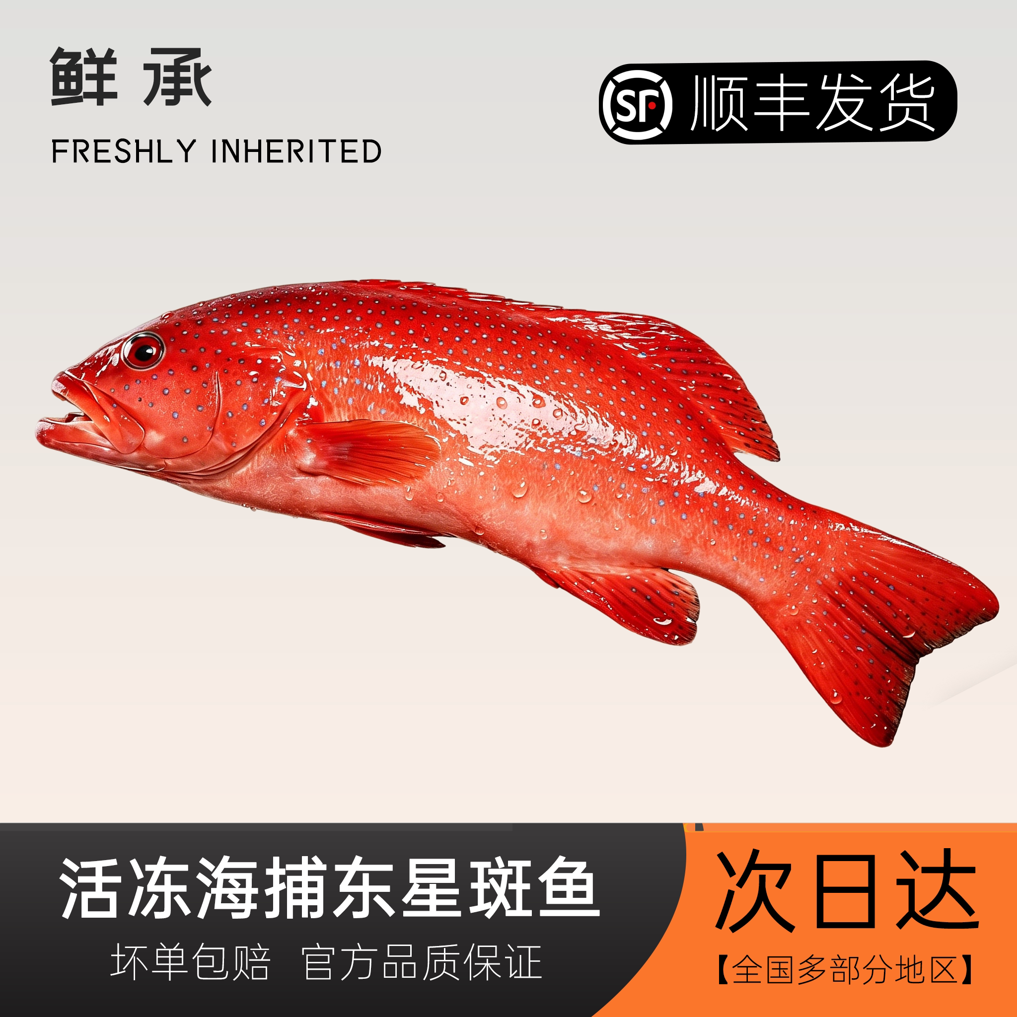 鲜承 鲜活冷冻海捕东星斑鱼新鲜斑鱼