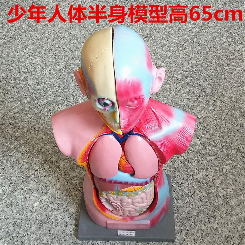人体半身模型高65cm 可拆分 生物医学L教学仪器 生理卫生教具,文具电教/文化用品/商务用品,教学仪器/实验器材,淘宝优惠券,粉丝福利购,淘宝优惠卷