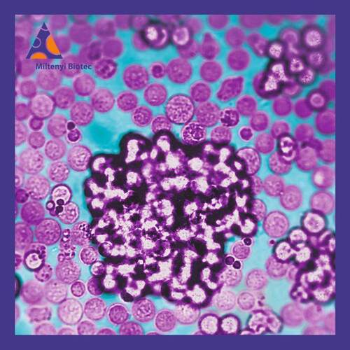 130-095-274美天旎磁珠分选产品CD134 (OX40)-生物素人