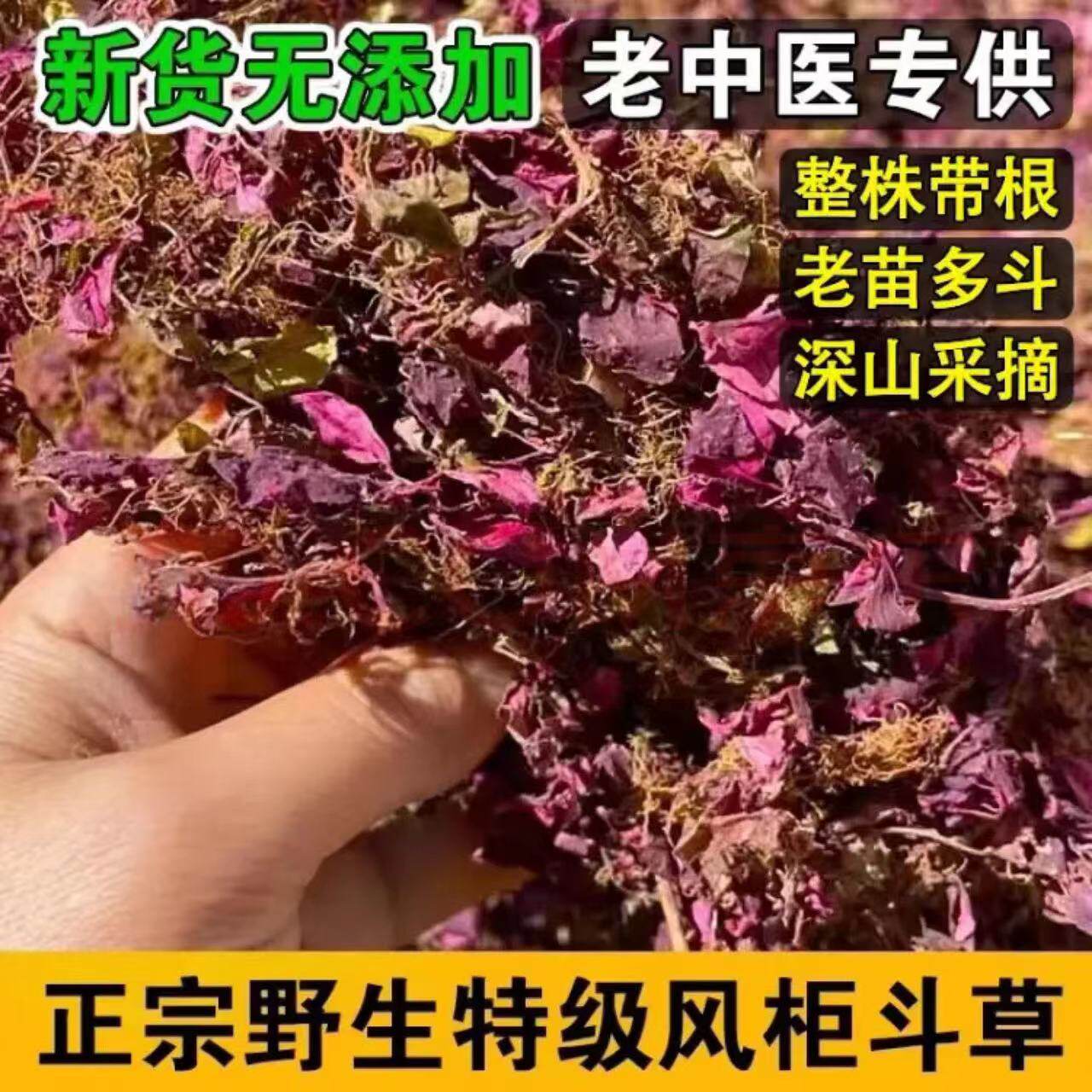 正宗小叶风柜斗草干货野生中药材风鼓草风谷草风骨草楮头红益肝草