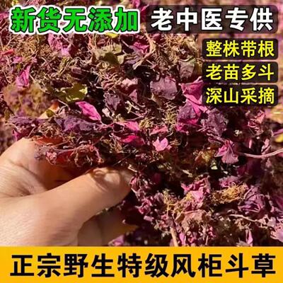 正宗干货风骨草小叶风柜