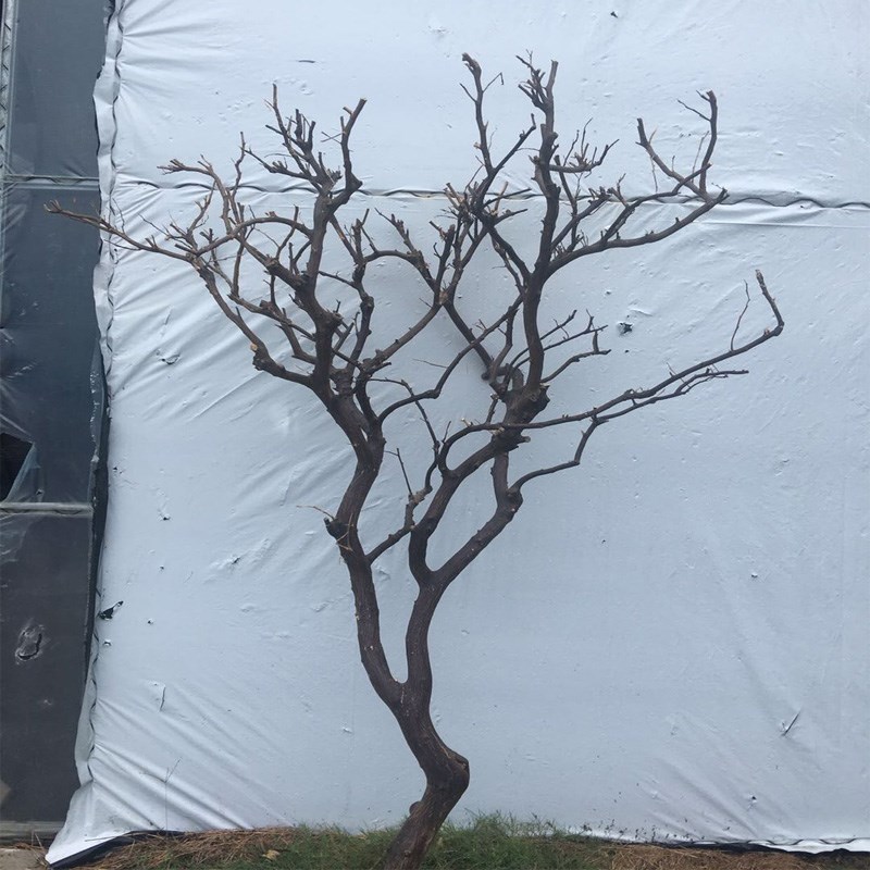 干树枝装饰造型许愿树挂件客厅橱窗白色枯枝落地婚庆摆件造景道具