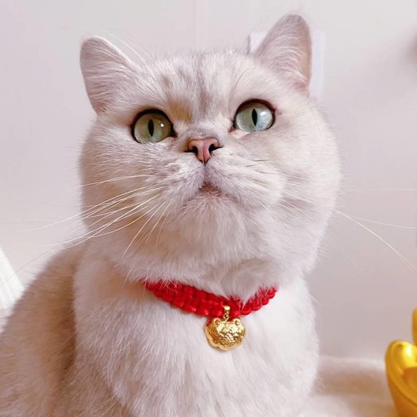命狗狗年命百新猫咪长金锁宠物铃铛脖装饰品幼犬圈比熊长颈项圈岁