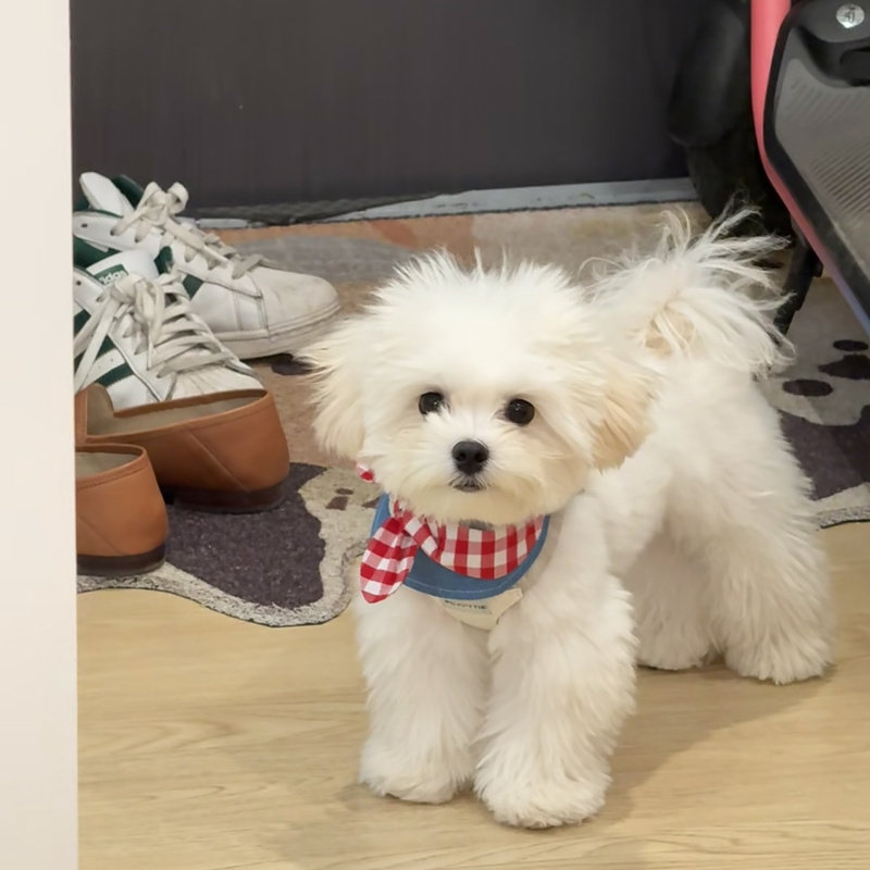 小型犬猫咪双面蝴蝶结口水围兜狗狗三角巾项圈宠物装饰围巾