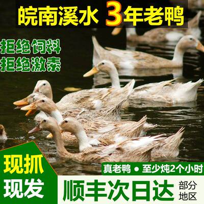 三年老鸭现杀鸭子麻鸭老母鸭生态花鸭白鸭散放放养水鸭土鸭老鸭