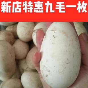 散养粮食土鹅蛋新鲜孕妇12个正宗农家初生土鹅蛋12枚家养鹅蛋现发