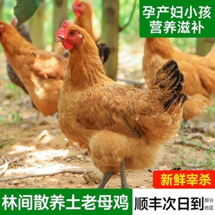 正宗三年老母鸡土鸡黑脚竹林农家散养走地笨鸡黄油母现杀月子炖汤