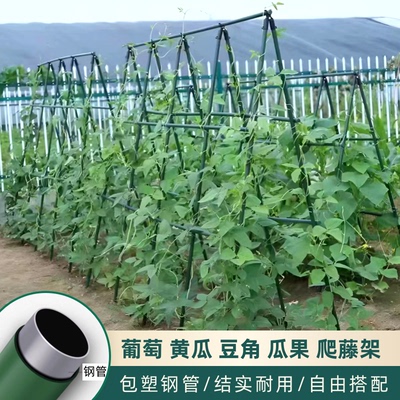 横海爬藤杆黄瓜爬藤架豆角架杆