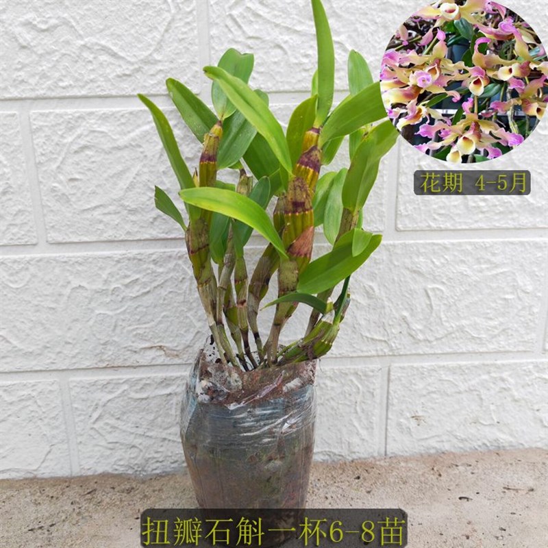 稀有越南 扭瓣石斛l 洋兰 石斛兰 附生兰吊兰花绿植花卉 盆栽 盆