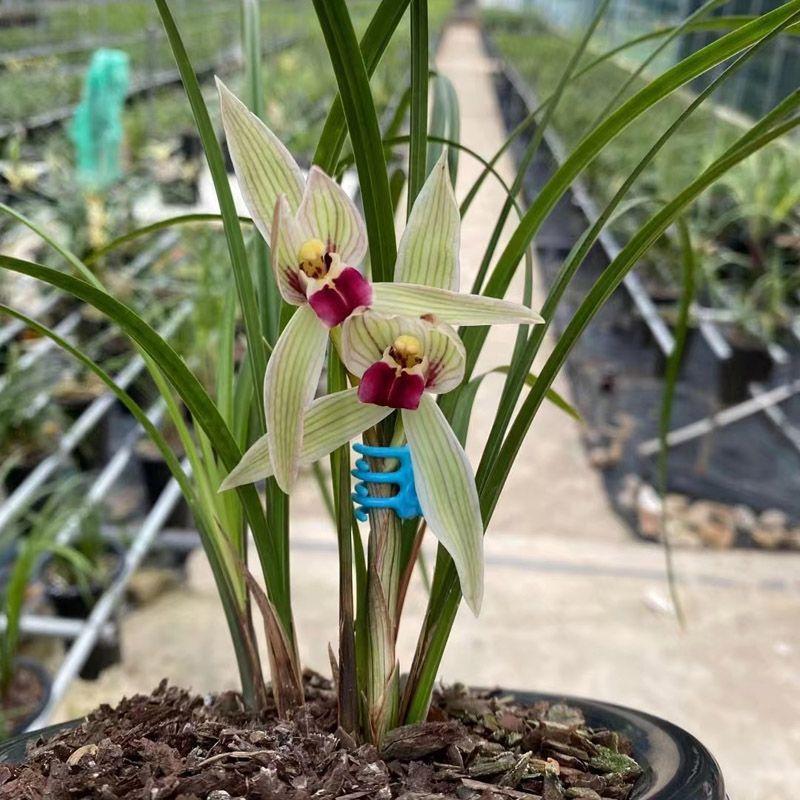 新品莲瓣兰兰花苗浓香型小龙女室内花卉绿植盆栽好养易活肥料专用