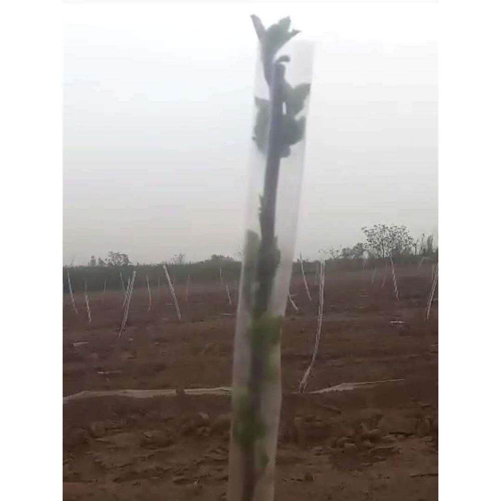 花木树木果树防冻膜保温膜暖罩果木树苗防寒嫁接直筒塑料套套袋袋