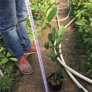 防城凹脉金花茶名贵黄色茶花树苗盆栽庭院室内嫁接原生带花苞包邮