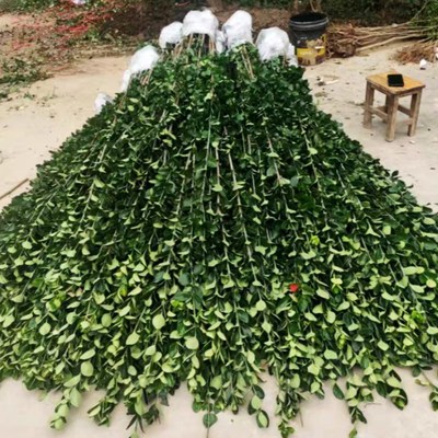 庭院绿化围栏围墙直立丛生北海z道黄杨冬青树苗大叶篱笆绿篱四季