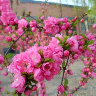 小叶榆叶梅梅花重瓣榆叶梅郁李树苗庭院观花植物盆栽地栽芳香花卉