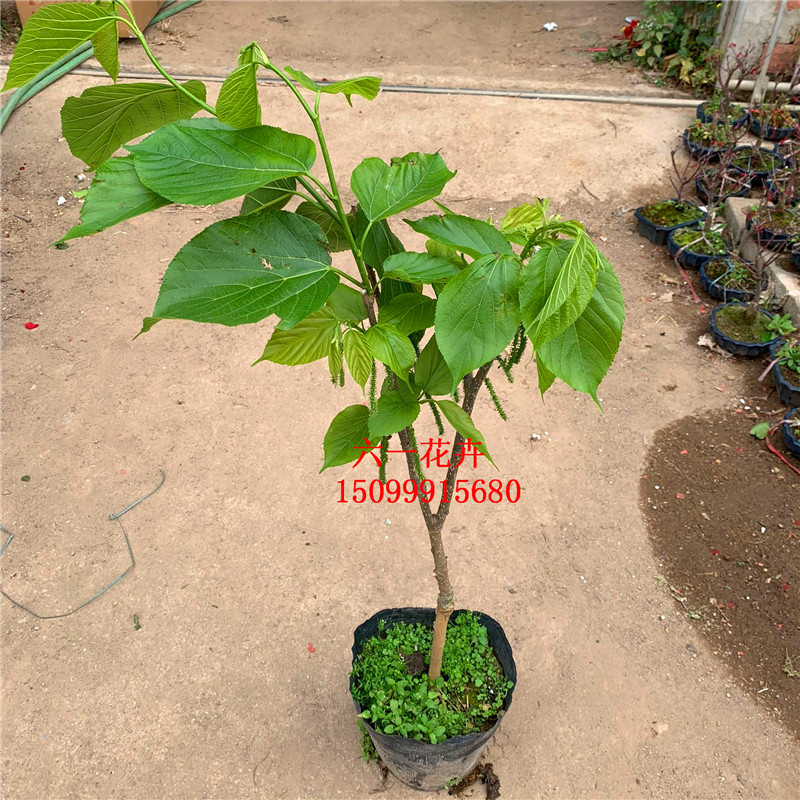 正宗台湾长果桑苗带果嫁接桑葚树苗无籽黑桑果树四季开花结果