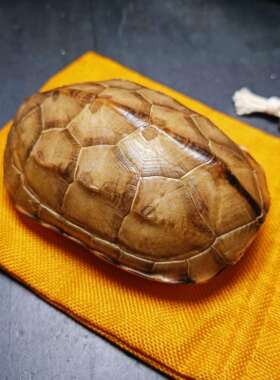 乌龟壳真甲壳天然完整文玩龟甲摇卦起卦富甲把件金线龟壳卜龟壳占