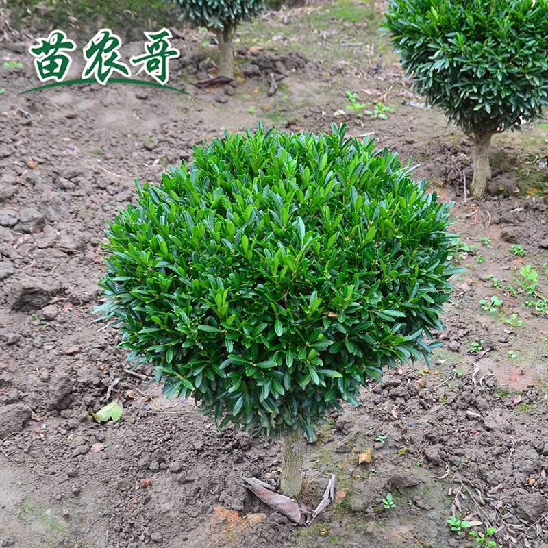 庭院雀舌黄杨球小叶黄杨绿化雀舌黄杨球四季常青耐寒植物绿化屋顶