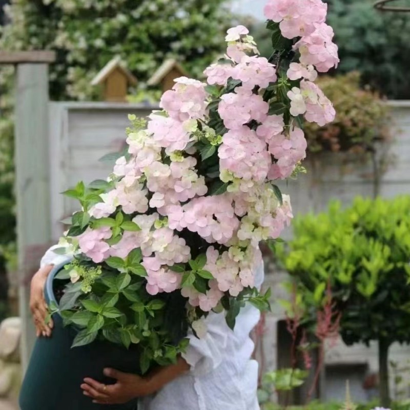 绣球落跑新娘绣球花大q苗爬藤垂钓庭院花园耐寒四季花卉网红超新