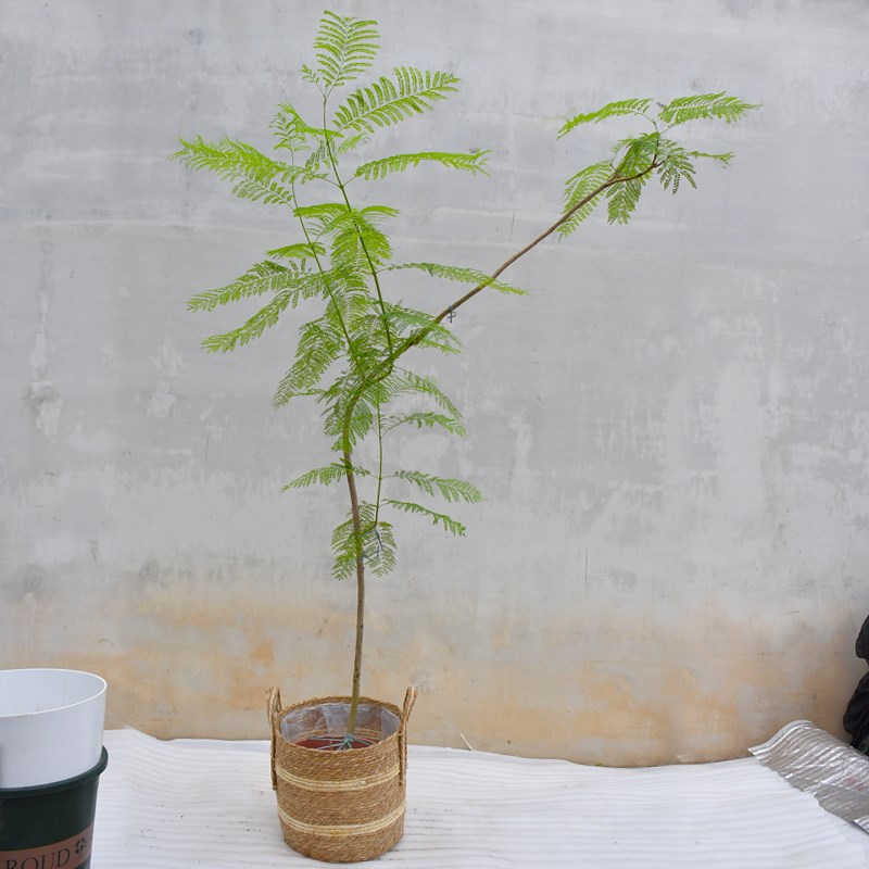 蓝花楹盆栽客厅阳台花园庭院好养小众观J叶绿植室内外网红造景植