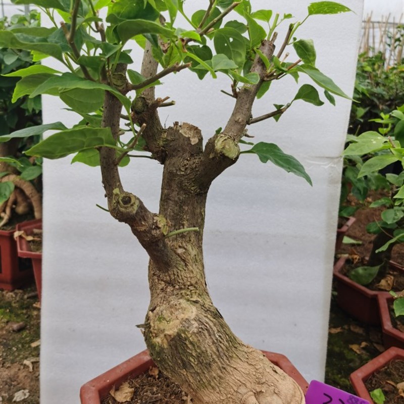 红樱老桩三角梅