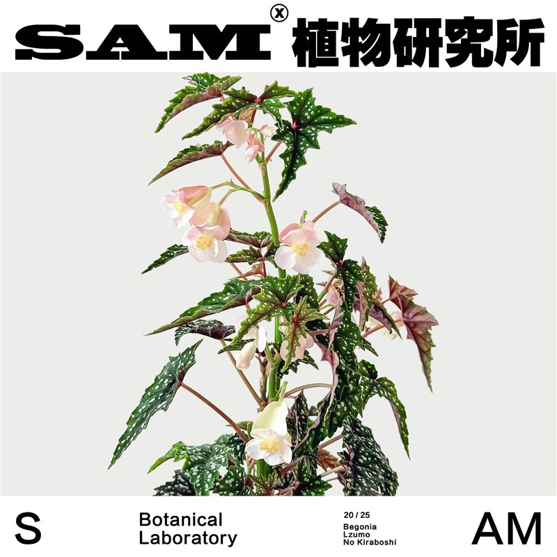 初云秋海棠/耐荫观花观叶植物/热D植家居阳台花园/绿植盆栽/礼物