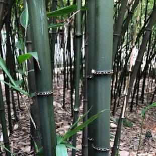 走量云南四方竹筇竹苗食用冬笋苗耐寒植物大小苗好养地栽绿化庭院