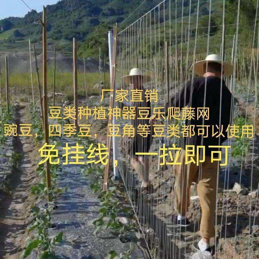 豆乐新型爬藤网豇豆豆角爬藤网荷兰豆四季豆爬藤网黄瓜网厂家
