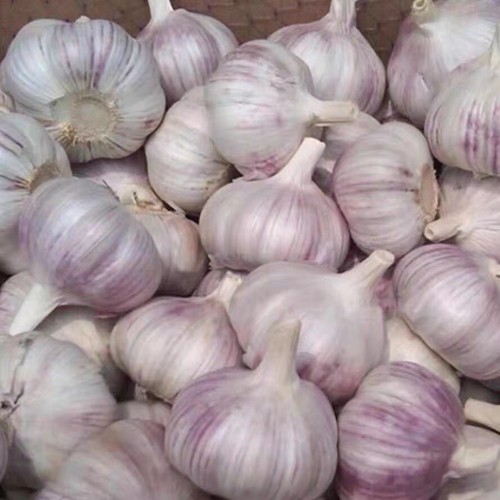 当季新蒜杞县农家干蒜产地直发