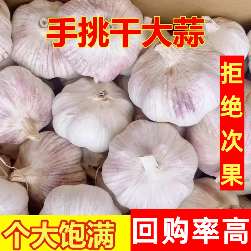 新干蒜5斤大蒜头种籽河南干大蒜