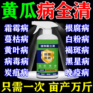 黄瓜病害清治疗黄瓜杀虫白粉靶斑黄点病毒病专用特药效全治叶面肥