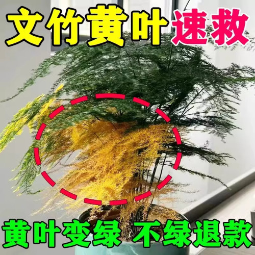 花神纪文竹免稀释一喷绿营养液