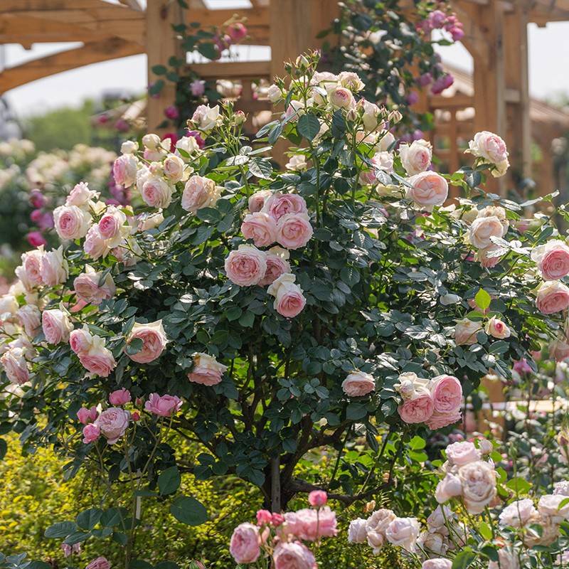 丝天月狼微季无品牌/棒汁棒糖树月花果型丰玫月盆季瑰台栽苗金季