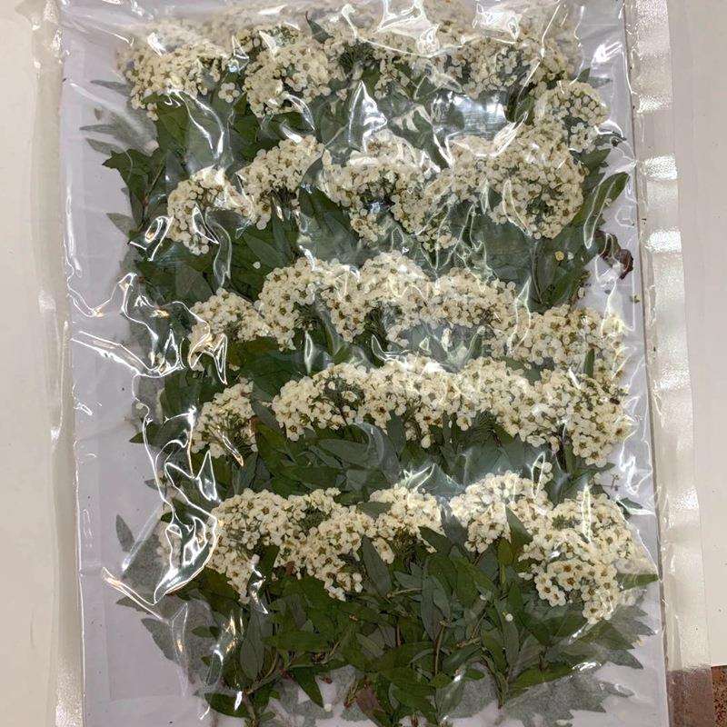 天然植物干花小水仙花枝五瓣花饰品美甲浮游瓶配花