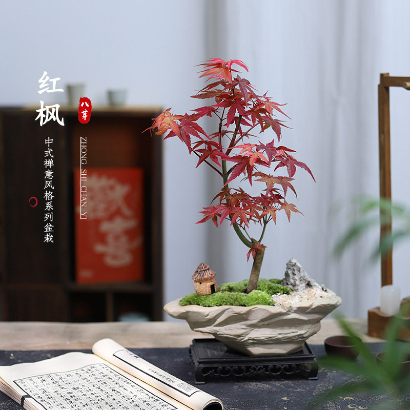 红枫树盆景空气净化绿植盆栽中式摆件客厅书房带盆栽好通用