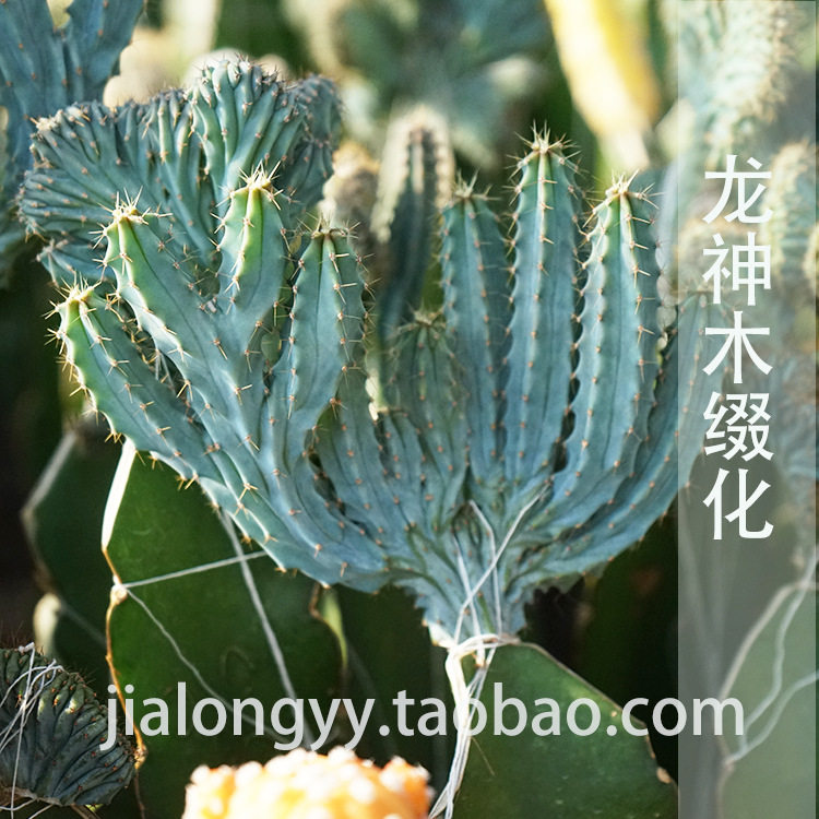 龙神木缀化仙人球 沙生多浆植物 嫁接品种植物美观盆栽花卉绿植
