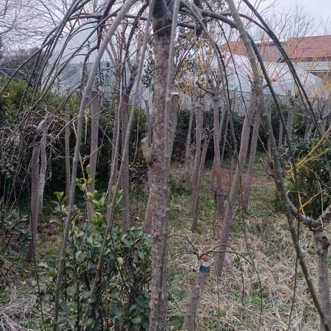 龙爪槐树苗国槐黄金槐垂槐造型树庭院绿化树耐寒耐旱四季适宜种植