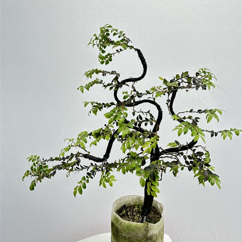 小叶紫檀盆景树桩植物花卉盆栽办公室绿植阳台黑骨茶树苗四季常青