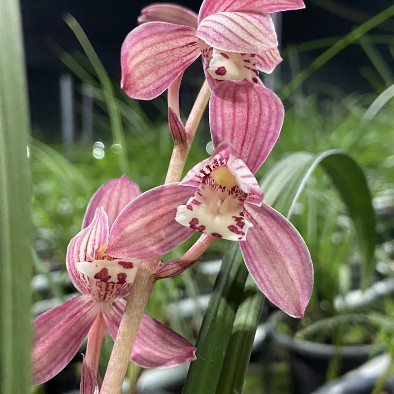 【阳荣兰花】兰花苗建兰红草红荷 好养的室内绿植盆栽