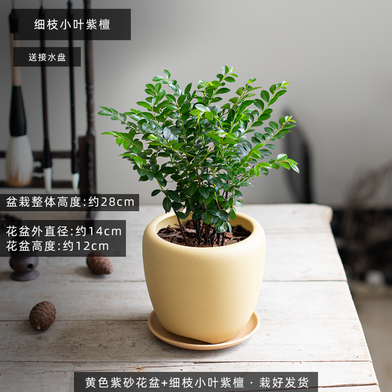 小叶紫檀盆景带盆栽好养活绿植室内紫砂耐阴黑骨茶四季常青吸甲醛